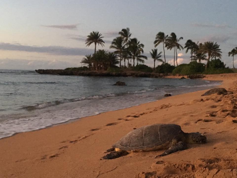 Health Benefits of Walking with Turtles in the Sand