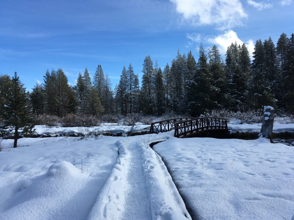 Gentle Snow Trails of the Sierra